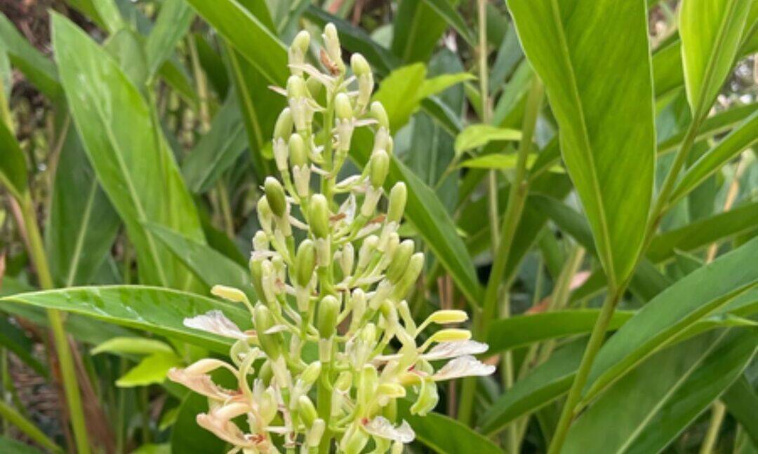 What are some traditional uses of this ginger-like Ayurvedic herb?