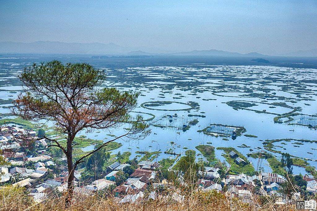 Climate change threatens Loktak’s rohu
