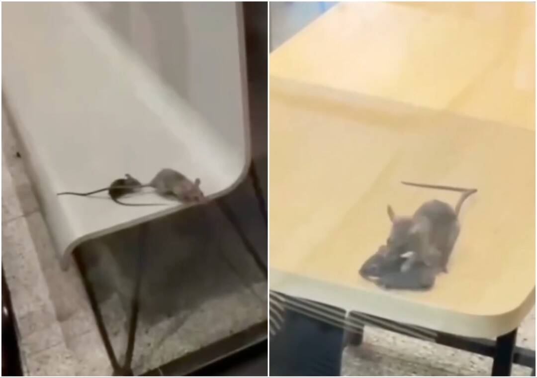 Rats seen running, jumping on chairs & tables at McDonald's outlet in Gujarat