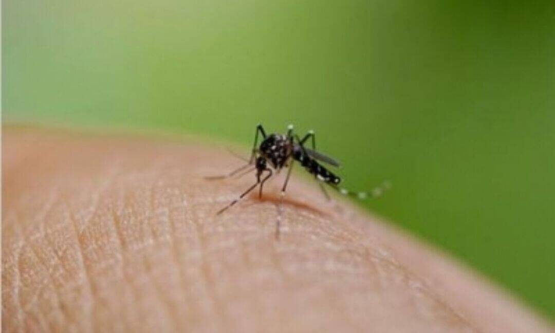 Noida reports 85 dengue cases in 12 days, hospitals on alert
