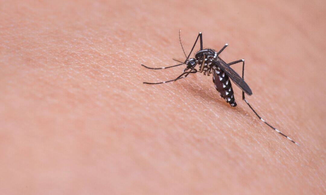 AIADMK chief Palaniswami accuses TN govt of failing to curb dengue
