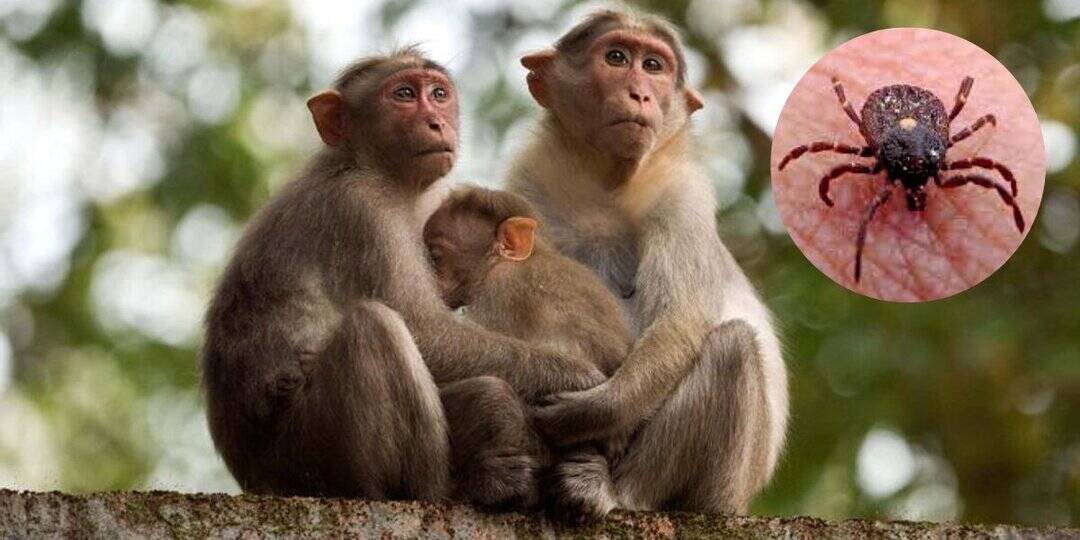 Deforestation may have taken monkey fever beyond K'taka: Study