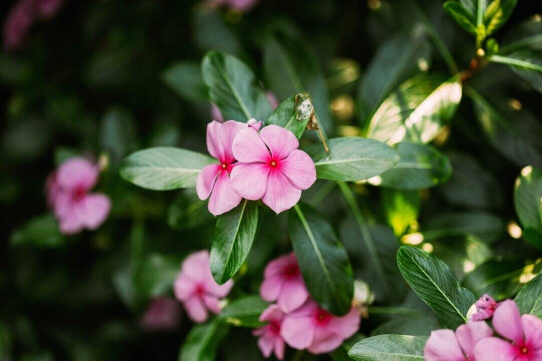 Can periwinkle leaves really help you stop diabetes medicines?