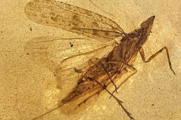 99-million-yr-old insect found, named after Teletubbies character 'Noo-Noo'
