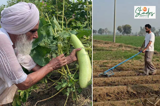 Grandfather-grandson save desi seeds; US, Canada farmers grow them