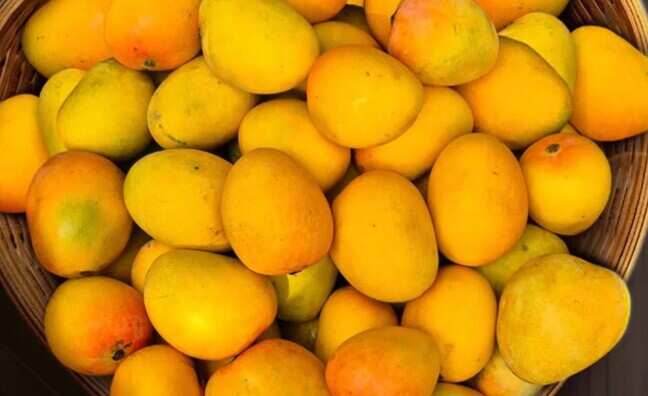 Indian startup lets people rent a mango tree, take home its full harvest