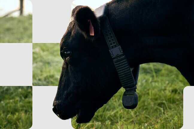 AI cow collar startup behind ‘Cowgorithm’ eyes $2 billion valuation: Report