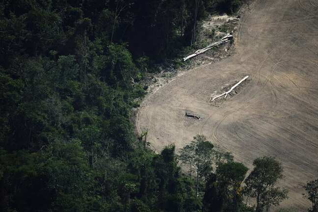 Startup Re.green gets Brazil's 1st concession to reforest Amazon