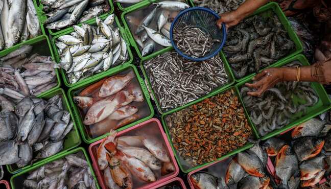 India calls for 25-year transition period in WTO's fisheries pact