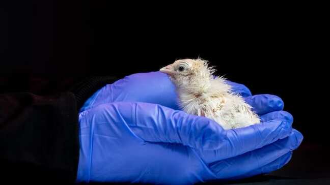 Startup hatches 26 chicks from artificial eggs to revive extinct 12-foot-tall bird