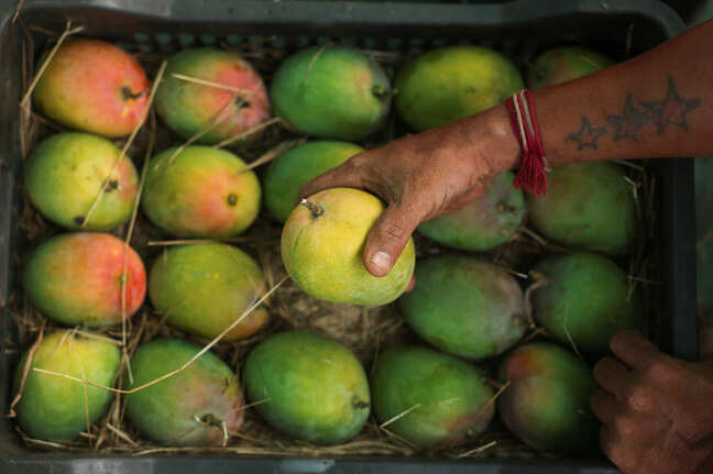 How did a single inspection make Japan stop importing mangoes from India after 20 years?