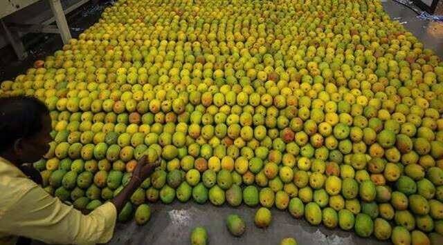 Nepal has not banned import of Indian mangoes, says govt