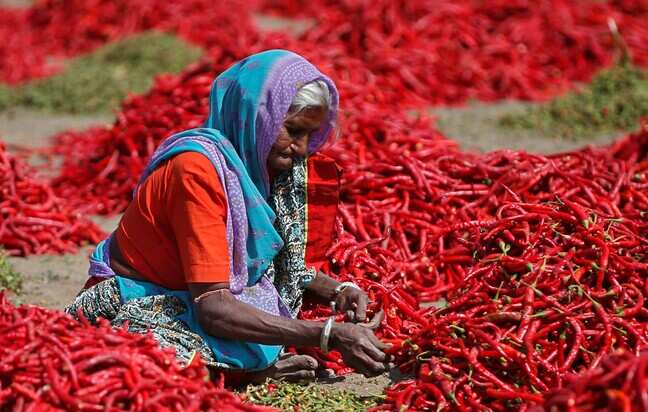 China rejects red chilli shipments from India over pesticide concerns