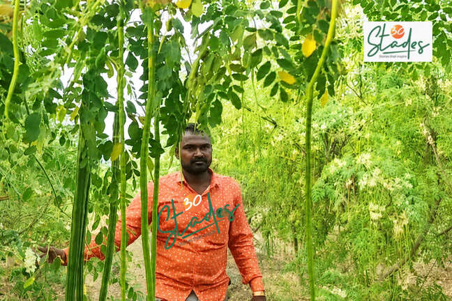 Farmer swaps pomegranate for drumstick, builds ₹1.15 crore biz