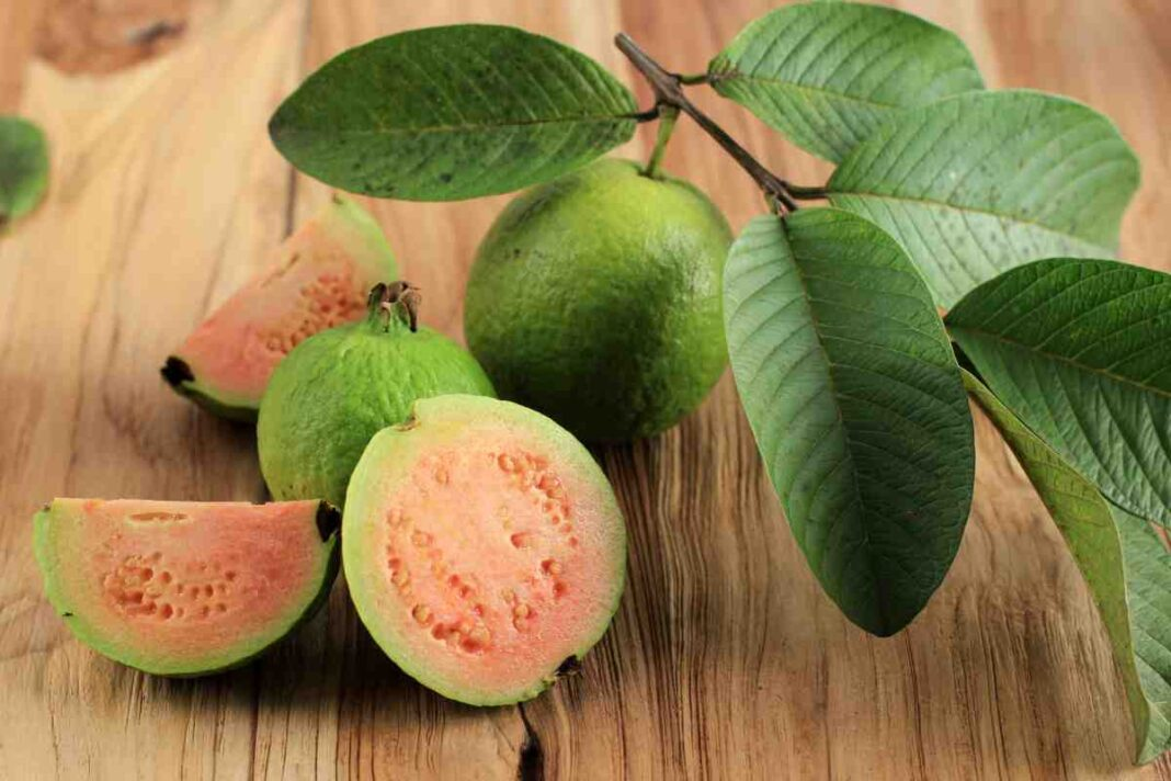 Does the guava-leaf 'diabetes cure' claim actually hold up?