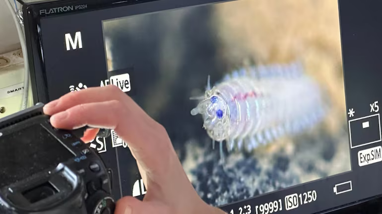 Image for Deep sea mining reduces ocean life by %: Study