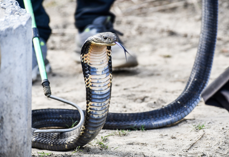 Snakebite warning signs and essential safety tips