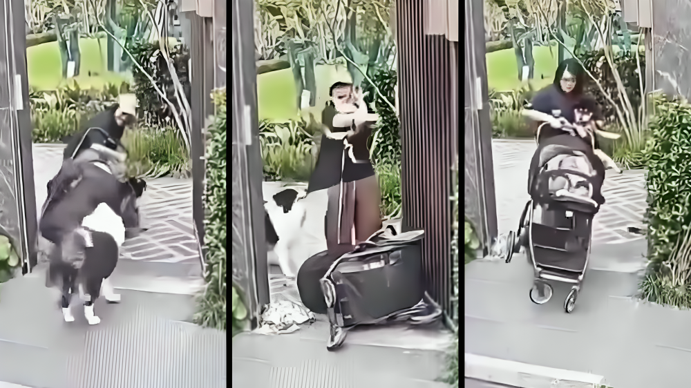 Woman saves pet dog as baby's stroller overturns, internet divided