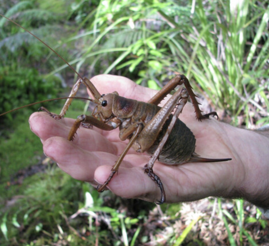 Shortest Insect World’s heaviest insect brought back from brink of extinction
