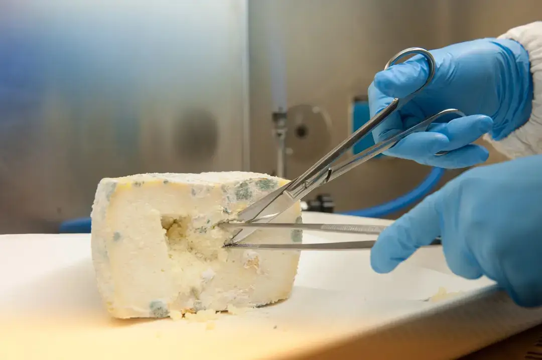 New study shows H5N1 survives in cheese for up to four months