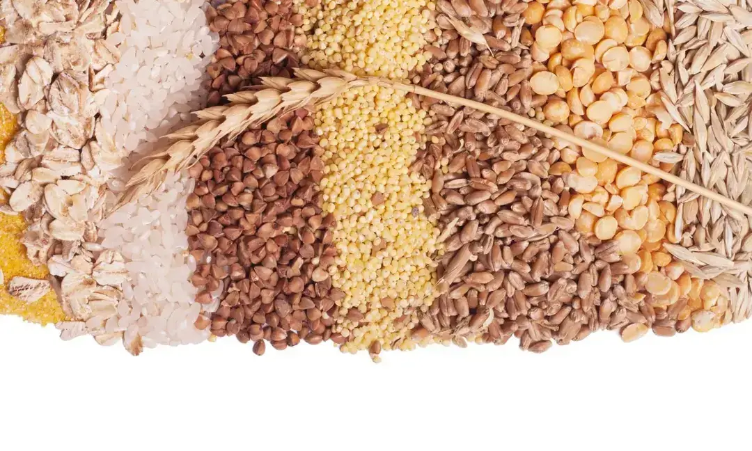 50% of protein in Indian diets comes from cereals: Study