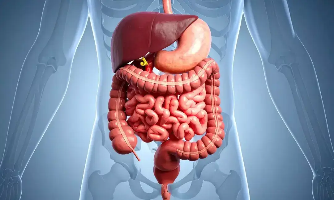 Poor gut health linked to anxiety and early ageing: Experts