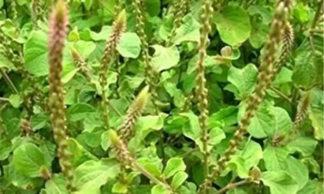 Apamarg: Ayurvedic herb that helps from obesity to cough