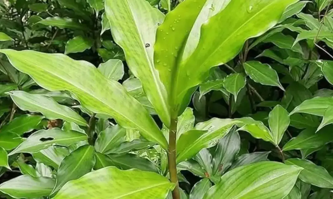 Insulin plant at home: Natural aid for diabetes management