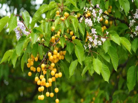 Bakayan: The Ayurvedic herb that detoxifies and heals naturally