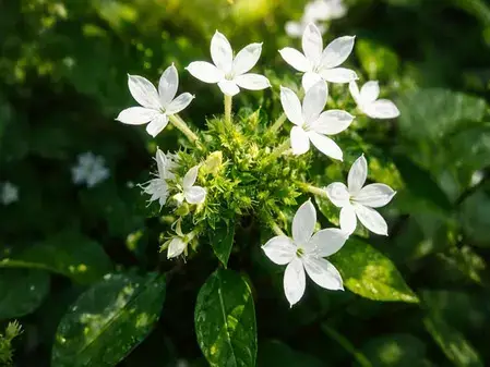 Chitrak: Powerful Ayurvedic herb with multiple health benefits