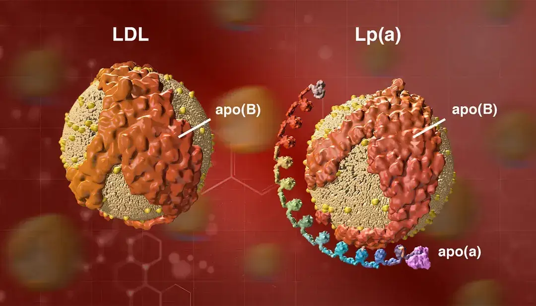 New study shows lipoprotein(a) linked to higher heart risk