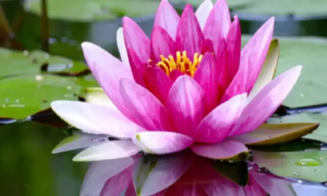 Lotus: Beauty with healing power