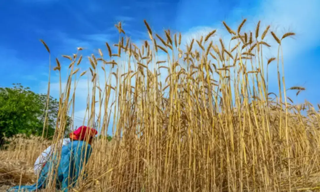 Global food prices rise amid conflict and energy costs