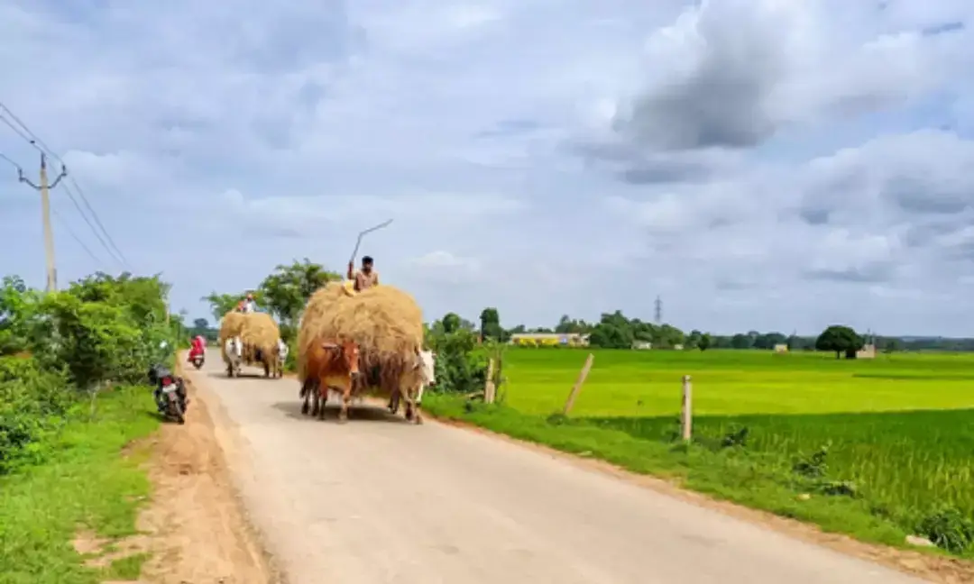 FSSAI cannot regulate cattle feed: Delhi HC