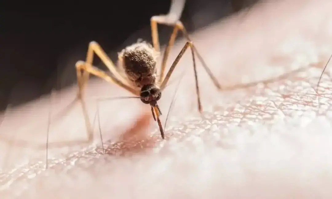 Malaria won’t be defeated by vaccines alone, experts warn