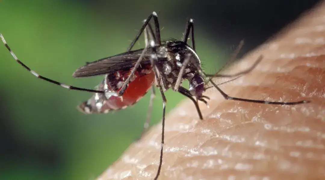 Cerebral malaria claims three children in Jharkhand