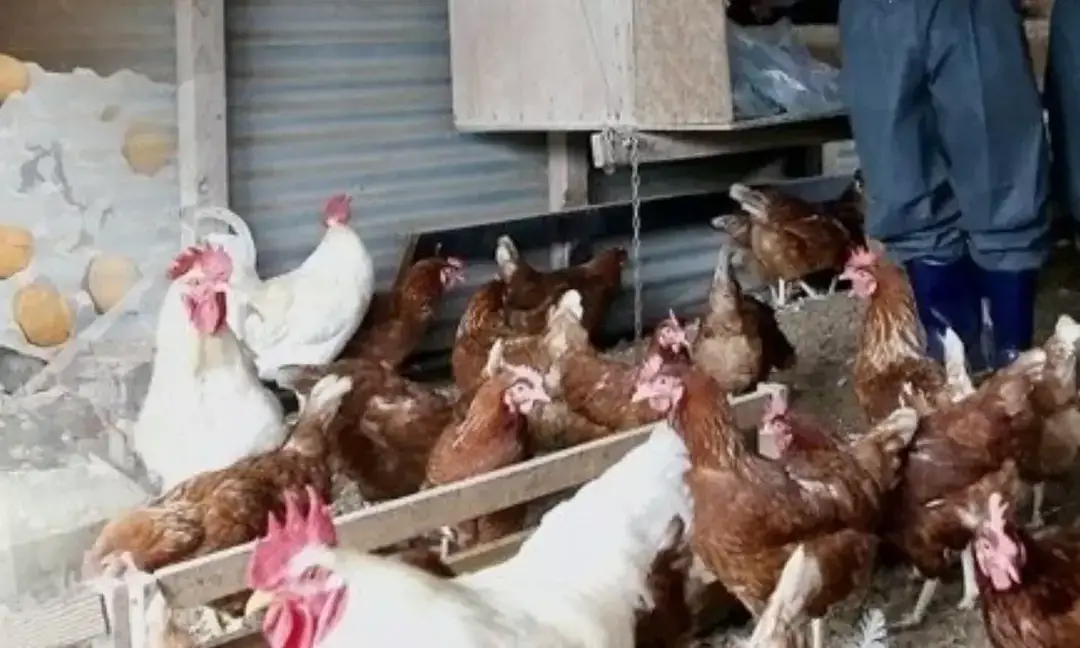 Cage-free egg farming may increase emissions: Study