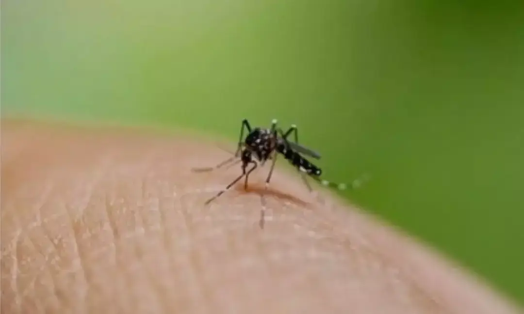 Study reveals why some people attract mosquitoes more than others